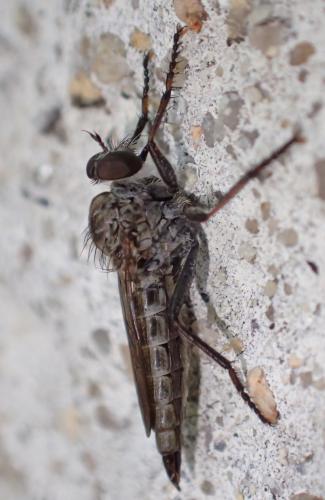 Réf. 243 420 : Neomochtherus geniculatus